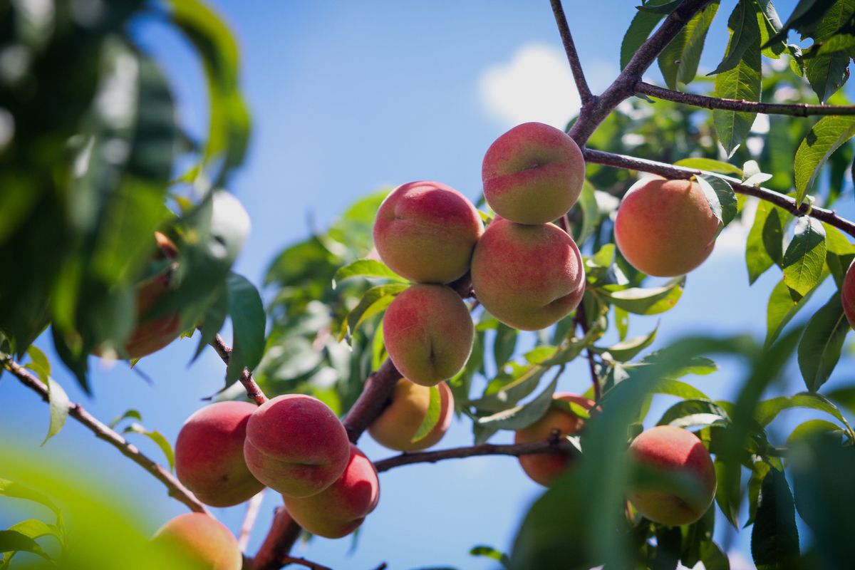 Ці 8 секретів допоможуть отримати багатий урожай персиків. Гарного врожаю персиків досить легко домогтися.
