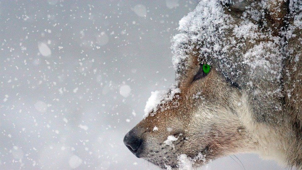 Вчені пояснили, як стародавні люди змогли одомашнити вовків. Протягом багатьох століть пес вірно супроводжував людину, допомагаючи її, або просто складаючи компанію.