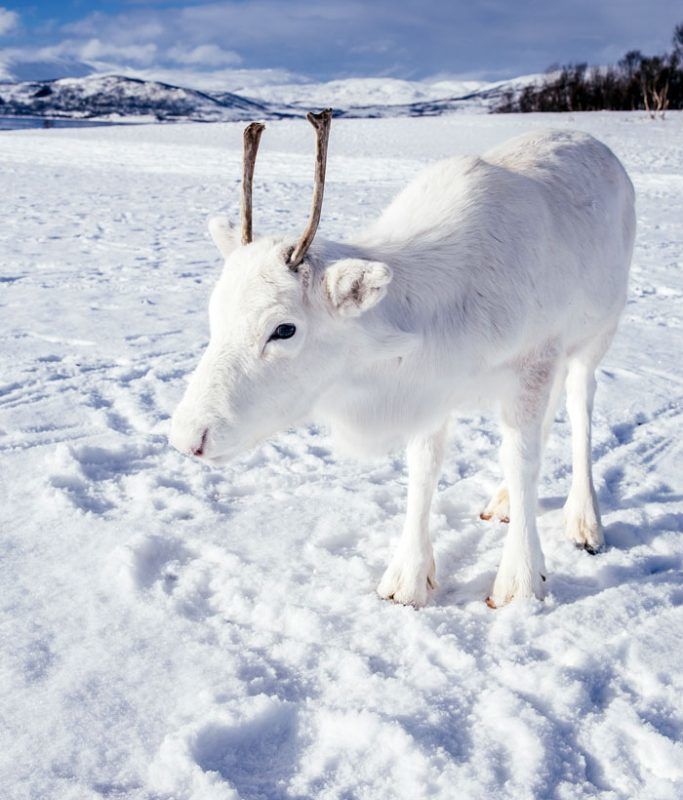 У Норвегії фотограф зустрів маленьке оленя дивовижного кольору. Чоловік встиг зробити неймовірні знімки.