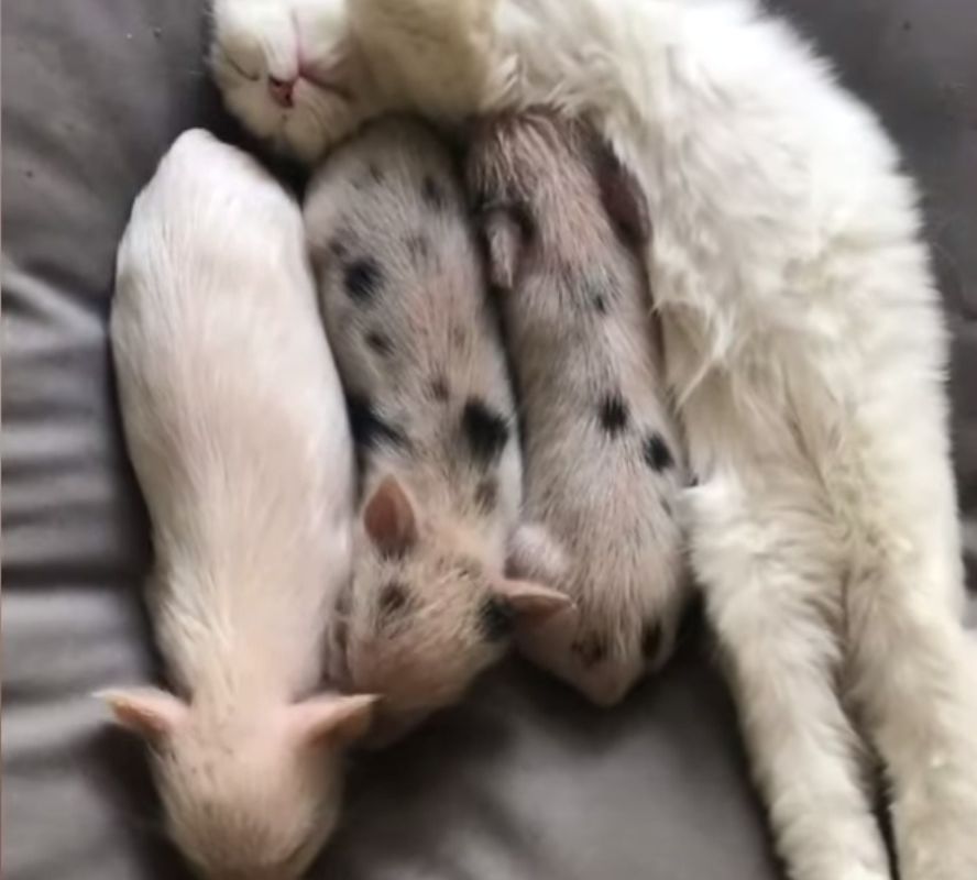 Жінка принесла додому маленьких поросят і залишила їх зі своїм котом. Зворушливе відео про кота, який став мамою для трьох маленьких свинок.