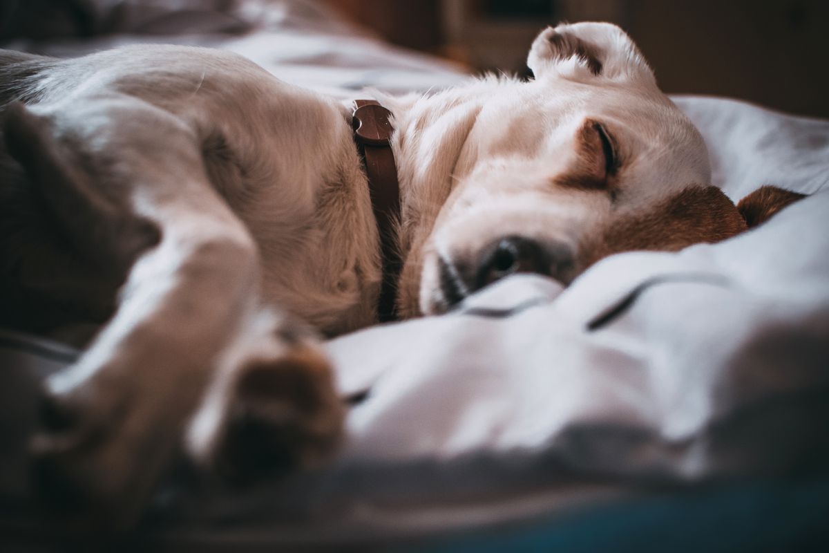 Собака почала набагато більше спати взимку — чи варто хвилюватися. Зміна сезону має значний вплив на поведінку наших вихованців.