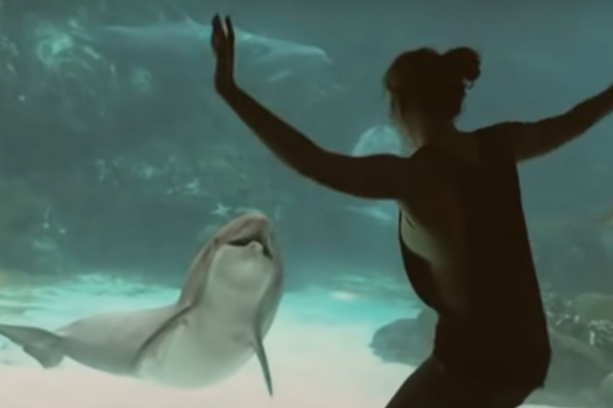 Дівчина змусила дельфіна посміхнутися, коли перед його акваріумом стала виконувати акробатичні номери. Це маленьке шоу потішило тваринку.