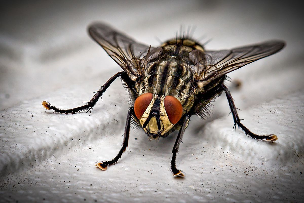 Учені пояснили, чому вбити муху не так легко. Ці комахи володіють особливою здатністю уникати всі можливі небезпеки.