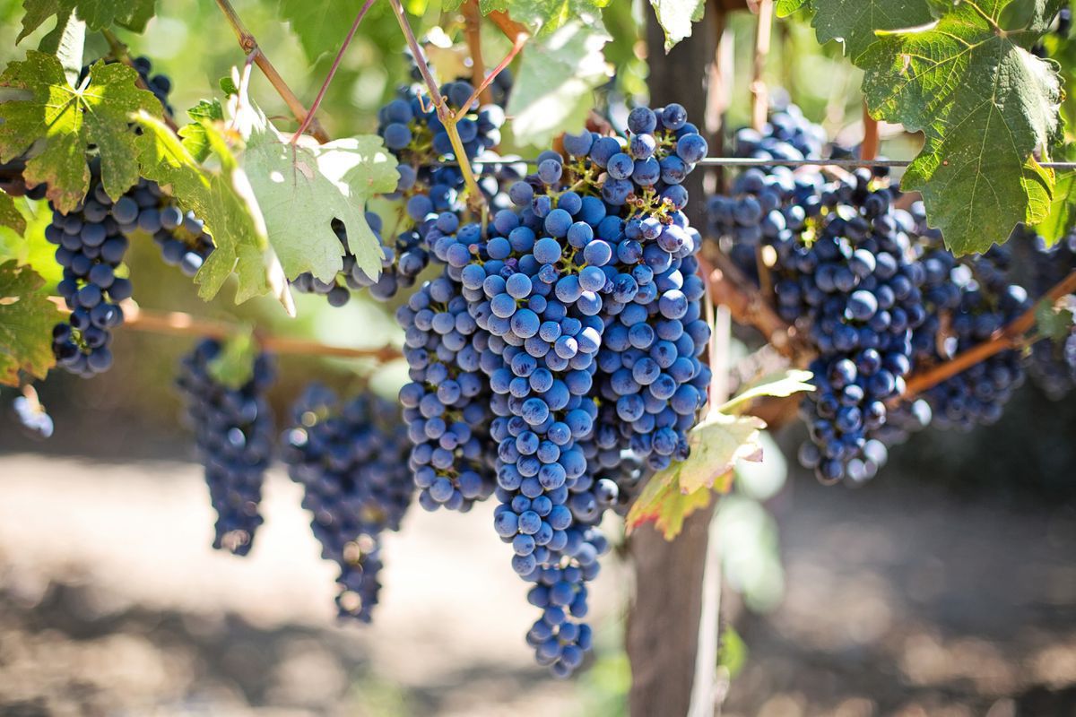Які сорти винограду найкраще вирощувати початківцям. Вони дають урожай, навіть попри всі помилки недосвідчених господарів.