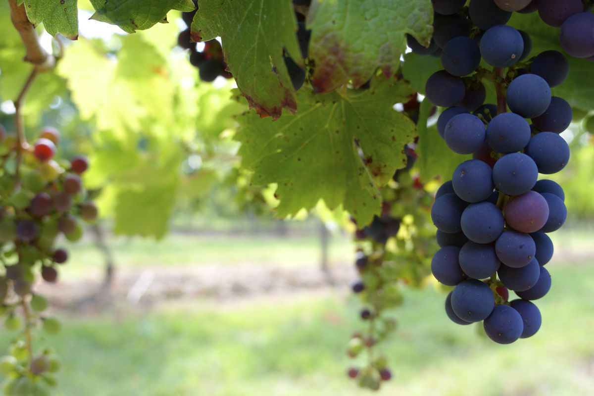 Ці 5 захворювань є найбільш небезпечними для винограду. Найбільшу небезпеку для винограду становлять 5 хвороб.