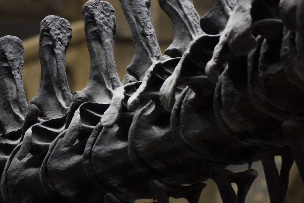 Палеонтологи з Аргентини знайшли останки найбільшого сухопутного динозавра. Гігантський динозавр міг досягати понад 30 метрів в довжину і важити до 100 тонн.