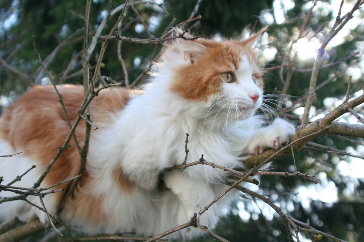 Кіт заліз на дерево і не може спуститися — що робити. Бувають випадки, коли без допомоги не обійтися.