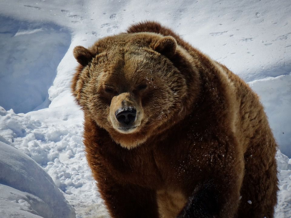 Ведмідь влаштував погоню за лижником на курорті в Румунії. Відпочинок ледь не обернувся трагедією.