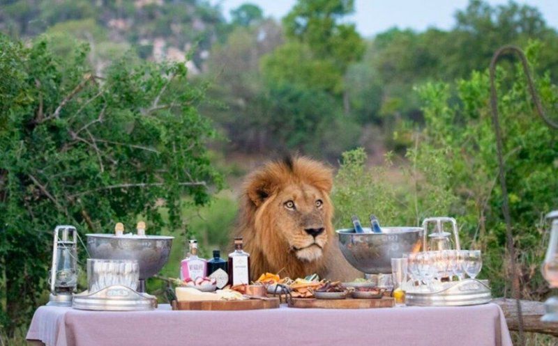 Туристів запросили на пікнік в савані, але стіл був уже зайнятий. Люди зрозуміли: їжа тут — вони.