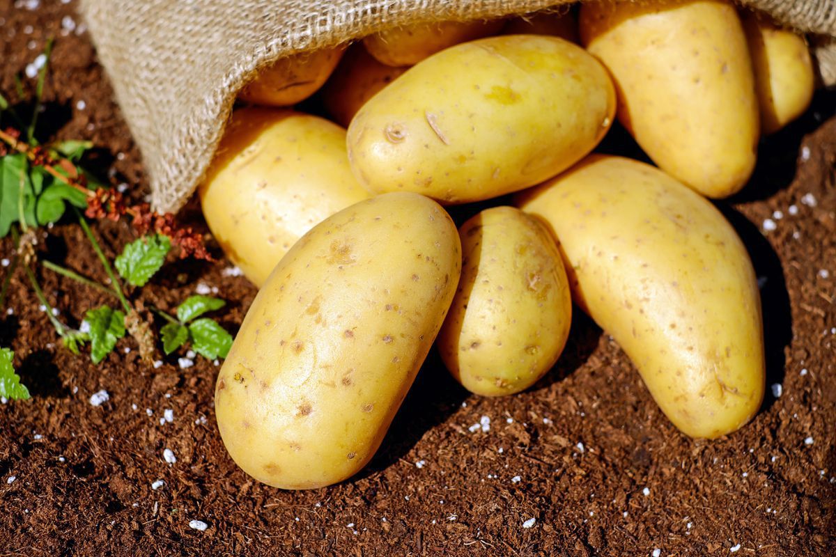 Корисні поради, які допоможуть отримати величезний врожай картоплі. Завдяки деяким діям можна значно збільшити врожай картоплі.