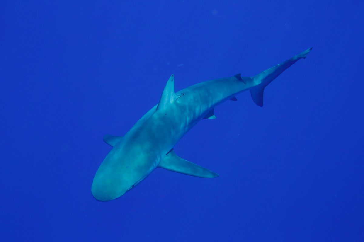 Більшість видів акул і скатів у Світовому океані незабаром зникне з лиця Землі. Морські мешканці вимирають з неймовірною швидкістю.