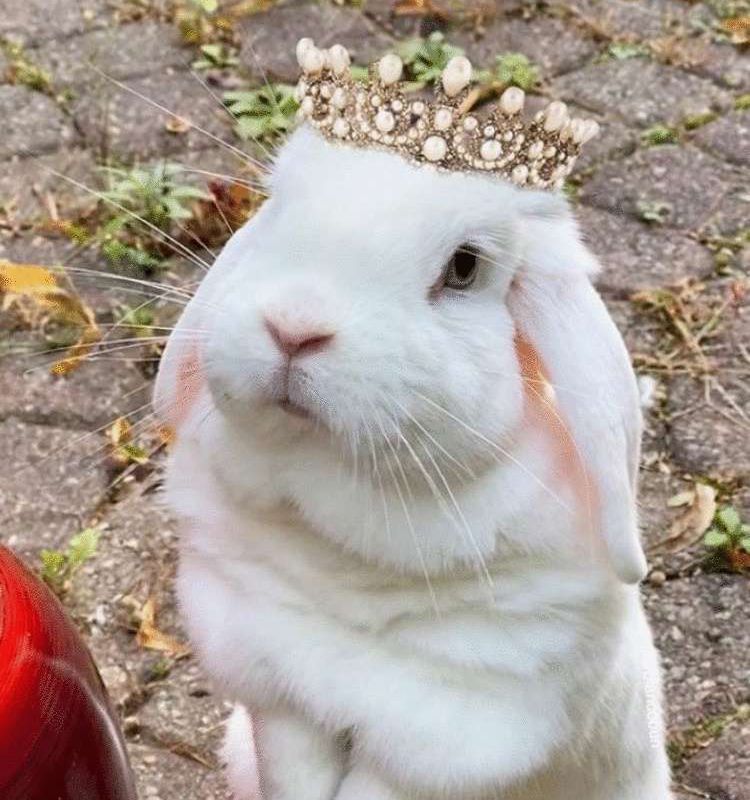 Ця кролиця справжня зірка Instagram, вона просто наймиліше створіння. В тваринки навіть є свій профіль в соцмережі.