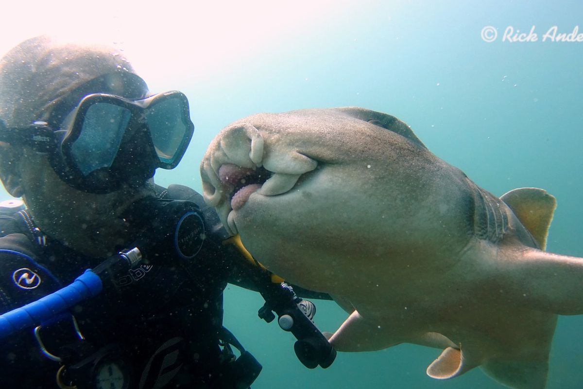 Австралійський дайвер подружився з акулою. Унікальна дружба.
