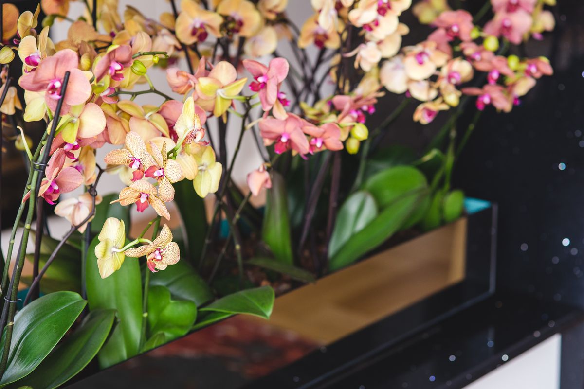 Народні поради, які допоможуть продовжити цвітіння орхідеї. Чим удобрити орхідею, щоб вона цвіла якомога довше.