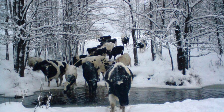 Недалеко від Чорнобиля мешкає здичавіле стадо корів, які поводяться як буйволи. В зоні відчуження живуть корови, які залишилися без господарів.