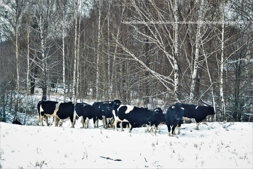 Недалеко від Чорнобиля мешкає здичавіле стадо корів, які поводяться як буйволи. В зоні відчуження живуть корови, які залишилися без господарів.