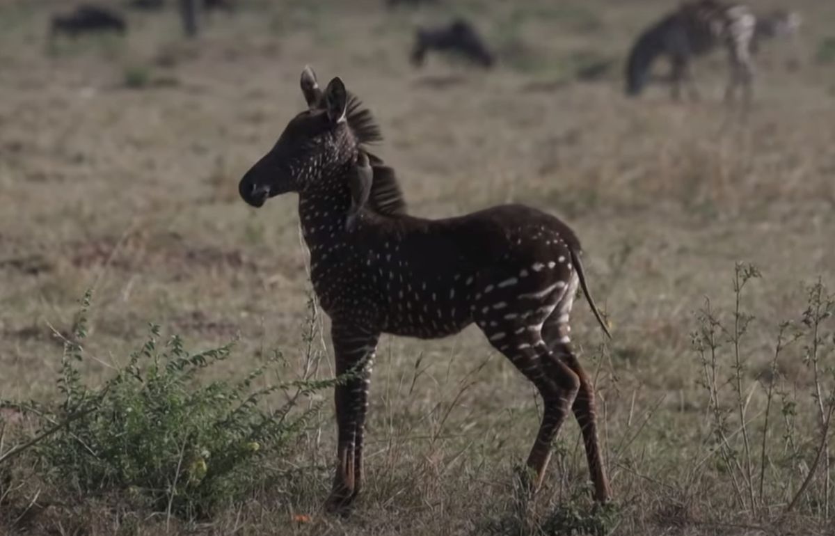 В Африці знайшлися "зебри-мутанти" з незвичайним забарвленням. Але це не привід для радості.