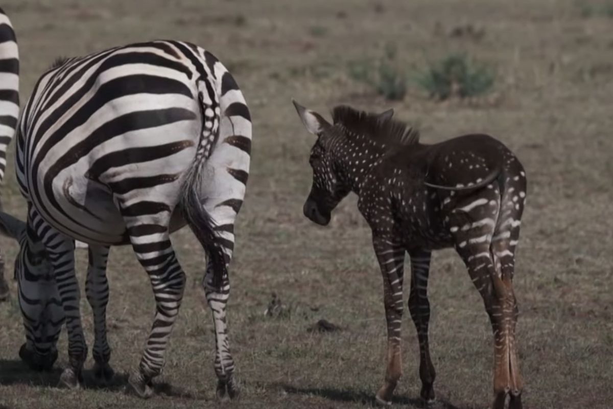 В Африці знайшлися "зебри-мутанти" з незвичайним забарвленням. Але це не привід для радості.