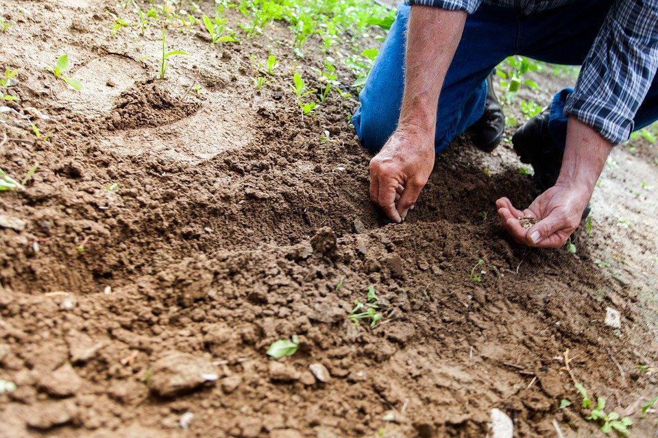 Покрокова інструкція з підготовки насіння до посіву. Для досвідчених городників процес підготовки є справжнім ритуалом.