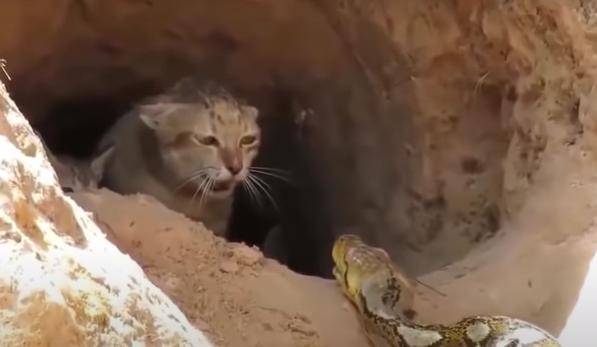 Чого кішка їсть своїх кошенят