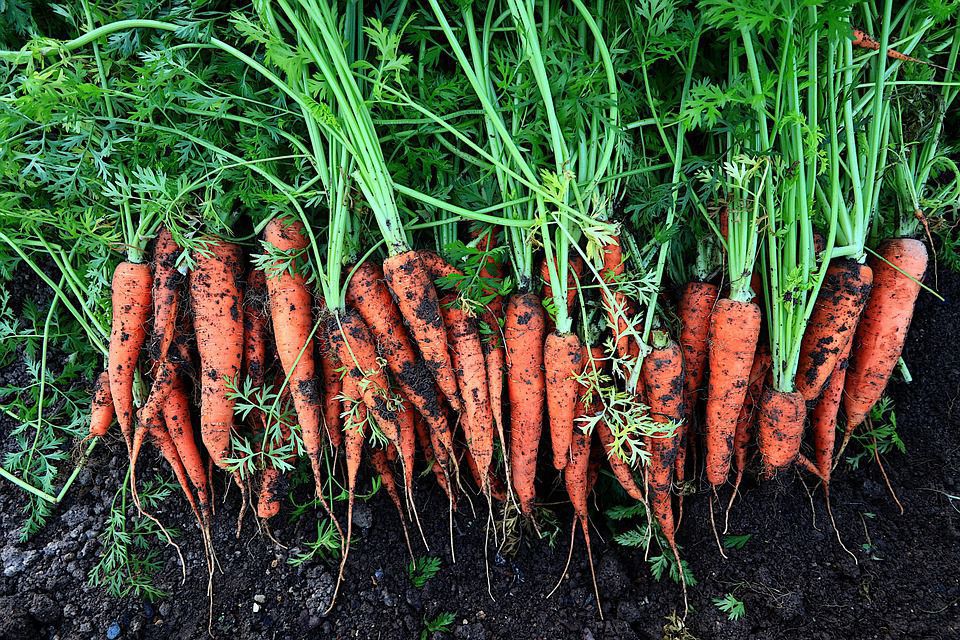 Морква виростає кривою — у чому причини, та як це виправити. Існує 6 причин такого явища.