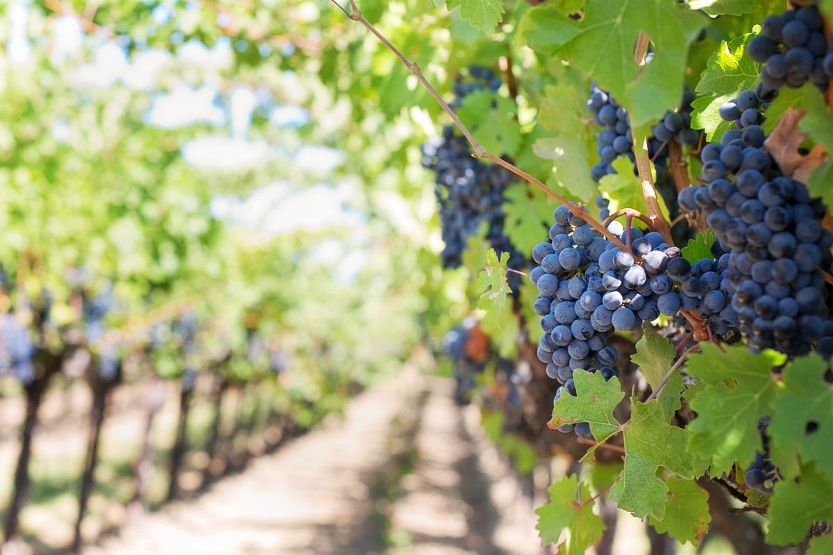 Як струм допомагає зістарити вино, і для чого старим винам роблять МРТ. Ми зібрали цікаві факти про те, як винороби бережуть свій напій від напастей і роблять його ще смачнішим.