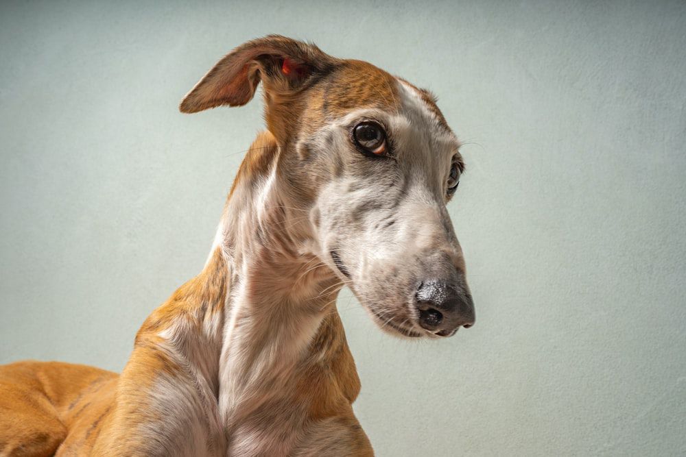 У чому особливість та трагічність іспанської породи собак гальго. Унікальні тварини з непростою історією.