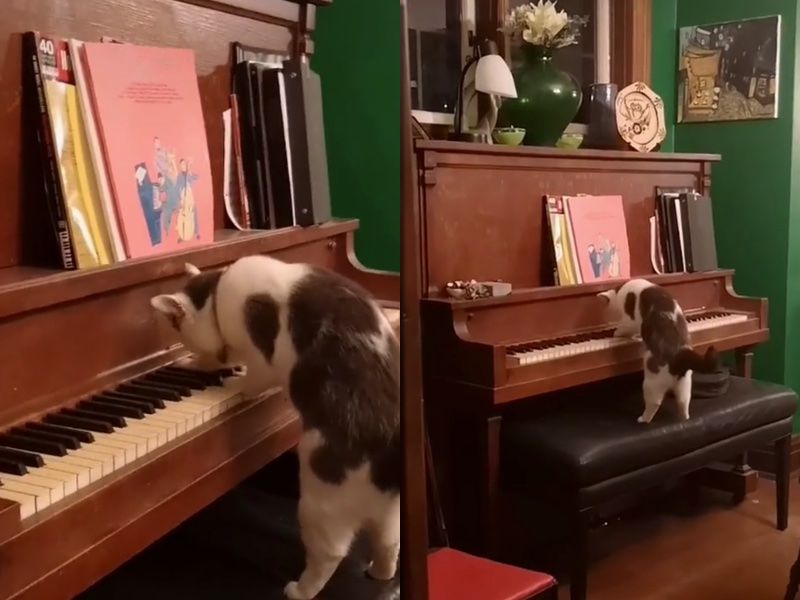 Дівчина зняла на відео, як її кіт захоплено грає на піаніно — у мережі вражені тим, як добре йому це вдається. Тепер господиня вважає, що її пухнастик — не просто кіт, а Мяоцарт.