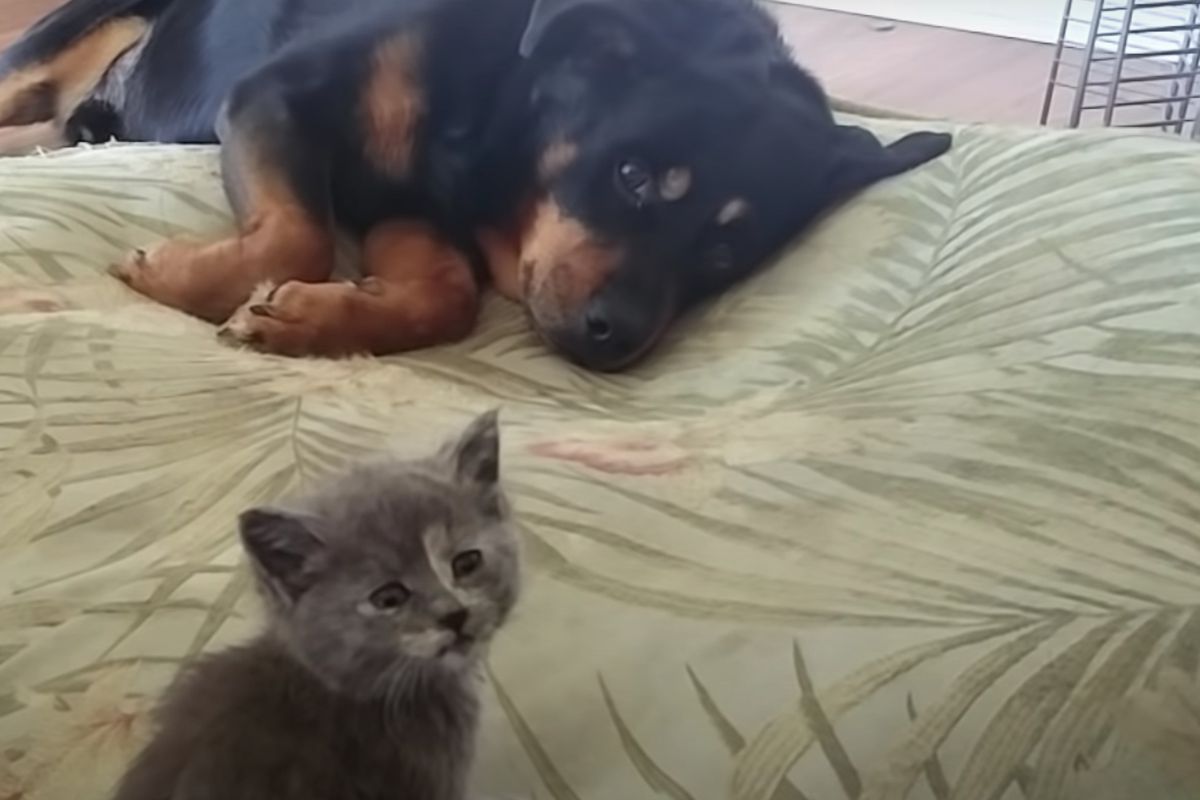 Маленьке кошеня змусило велику собаку уступити свій улюблений м'який матрац. Відео: кошеня проганяє собаку з її місця.