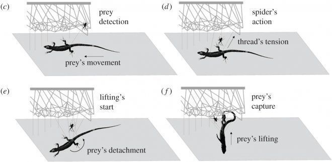 Павуки можуть затягувати у своє лігво здобич, яка важча за них у 50 разів. Уся справа в саморобному механічному пристосуванні.