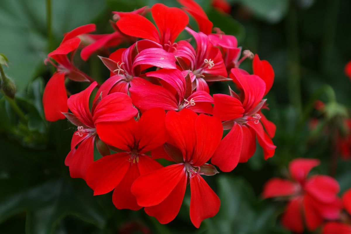 Ці 5 видів квітів легко можуть замінити петунію у вашому квітнику. За деякими квітами легше доглядати, ніж за петунією.