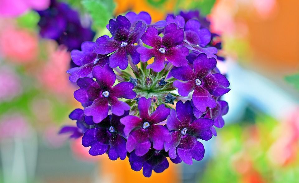 Ці 5 видів квітів легко можуть замінити петунію у вашому квітнику. За деякими квітами легше доглядати, ніж за петунією.