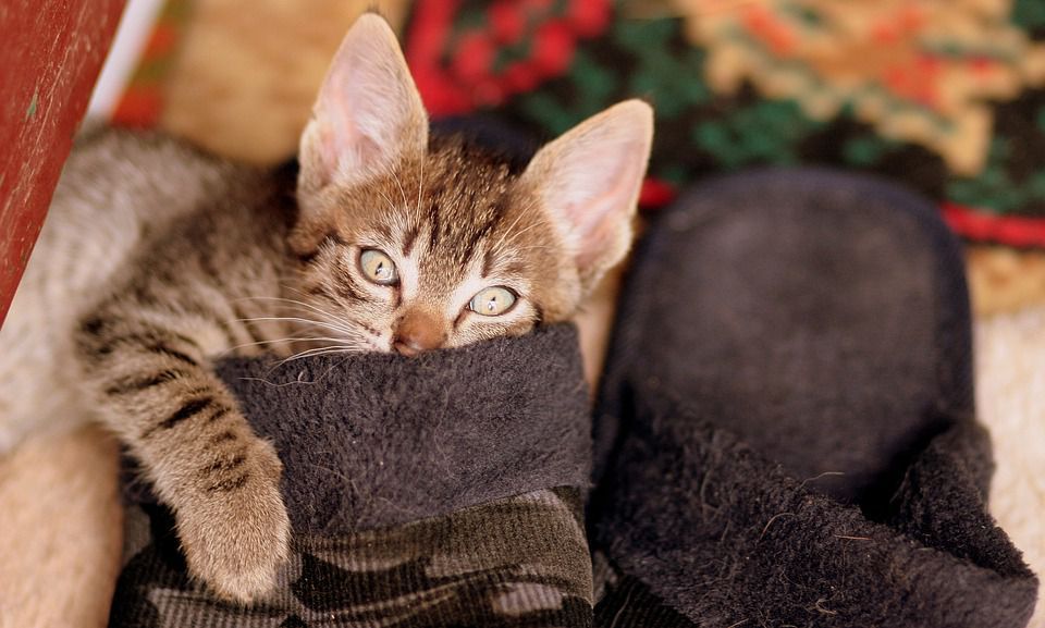 Чому кота так і вабить запах ваших капців. Пухнастики небайдужі до ношеного взуття.