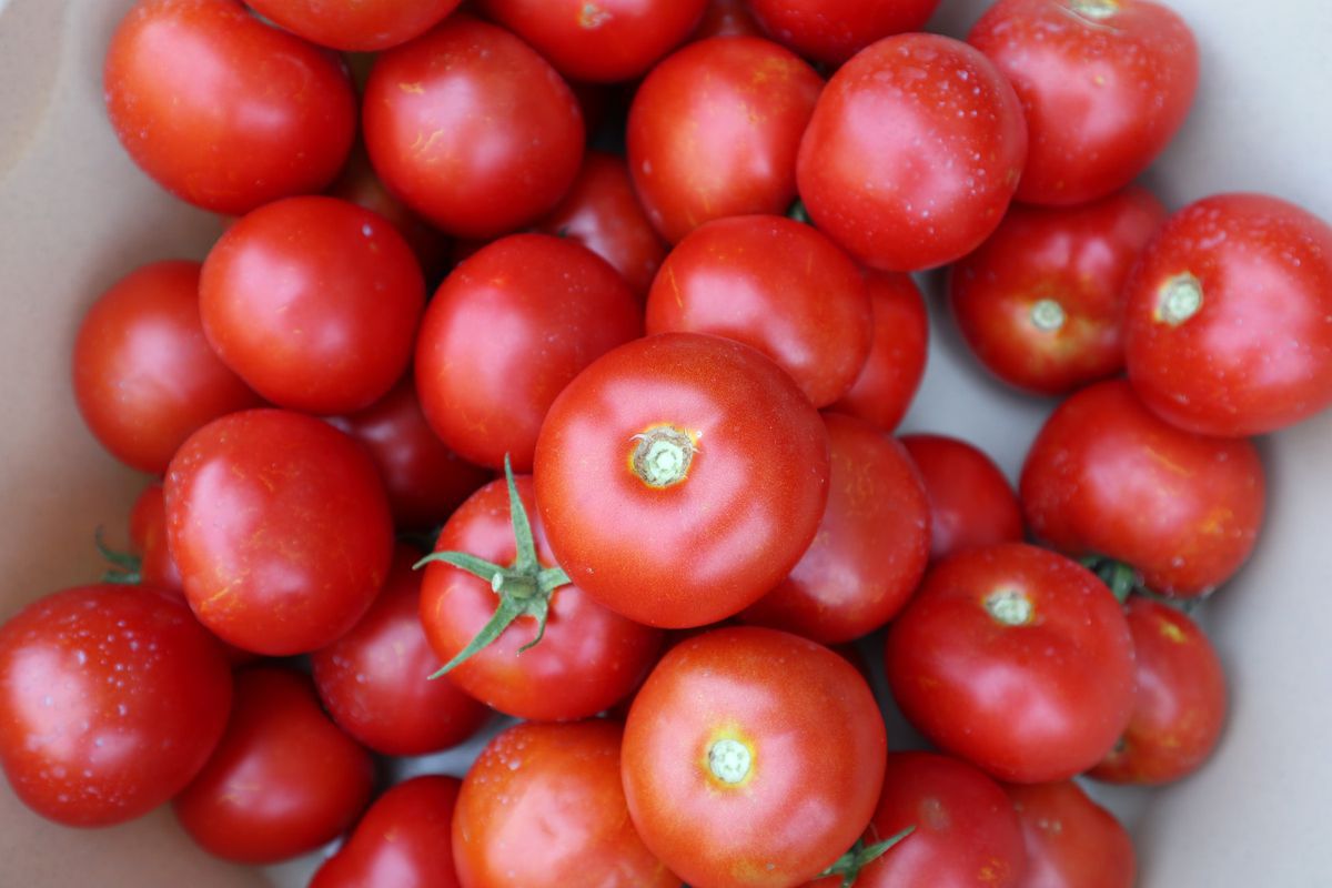 Користь зимових помідорів, огірків і болгарського перцю. Розповідає кандидат медичних наук, лікар гастроентеролог.