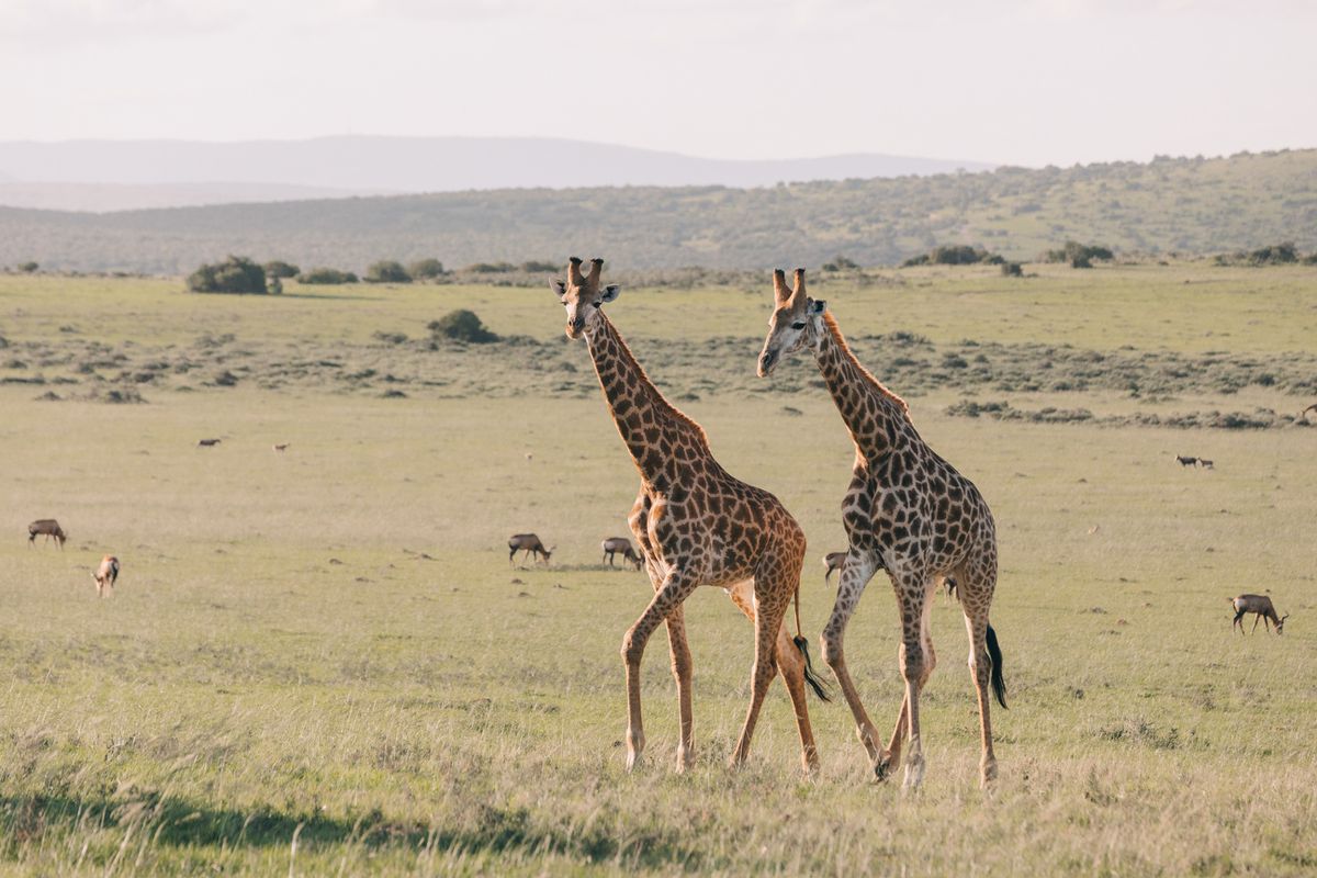 Жирафи, які мають друзів, живуть довше і спокійніше — висновки вчених. Тісна комунікація є важливою для виживання цих тварин.