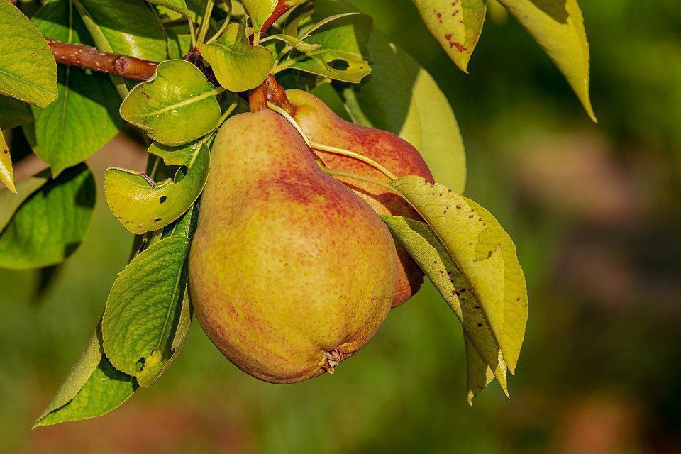 Як виростити грушу та доглядати за нею — найважливіші рекомендації. Виростити популярне дерево і отримати смачні плоди не так уже й просто.