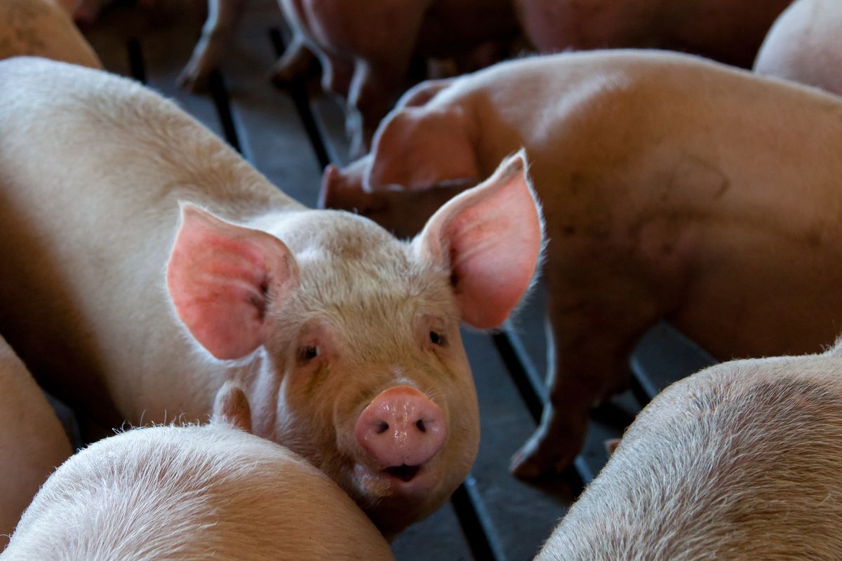Група вчених з США навчила свиней грати в комп'ютерні ігри. Ці тварини розумніші, ніж передбачалося.