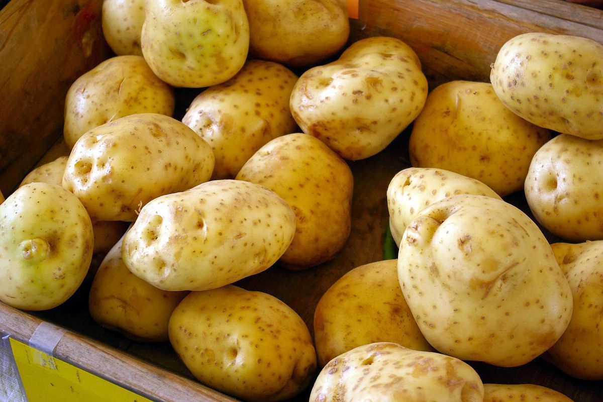 Дуже ефективний спосіб зберігання картоплі, вона набуде здорового стану й матиме вигляд, наче її щойно принесли з грядки. Картопля залишатиметься свіжою.