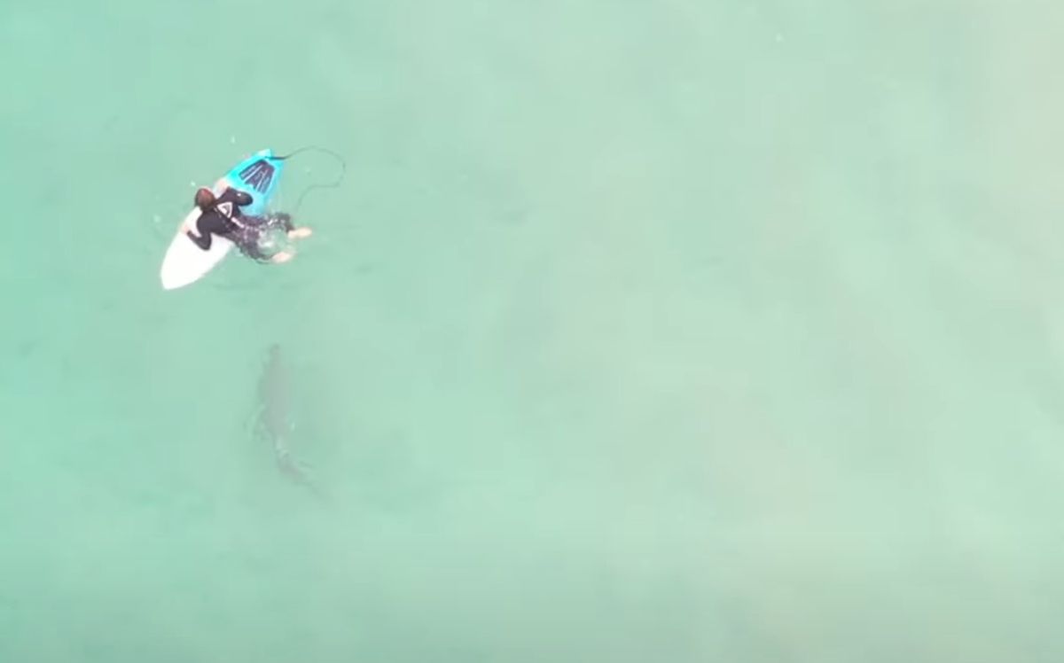 Неймовірний момент — серфінгіст стрибає з дошки у воду і наступає на акулу. Зрозумівши, що тільки що торкнувся ногою небезпечного хижака — вилетів кулею назад на дошку!