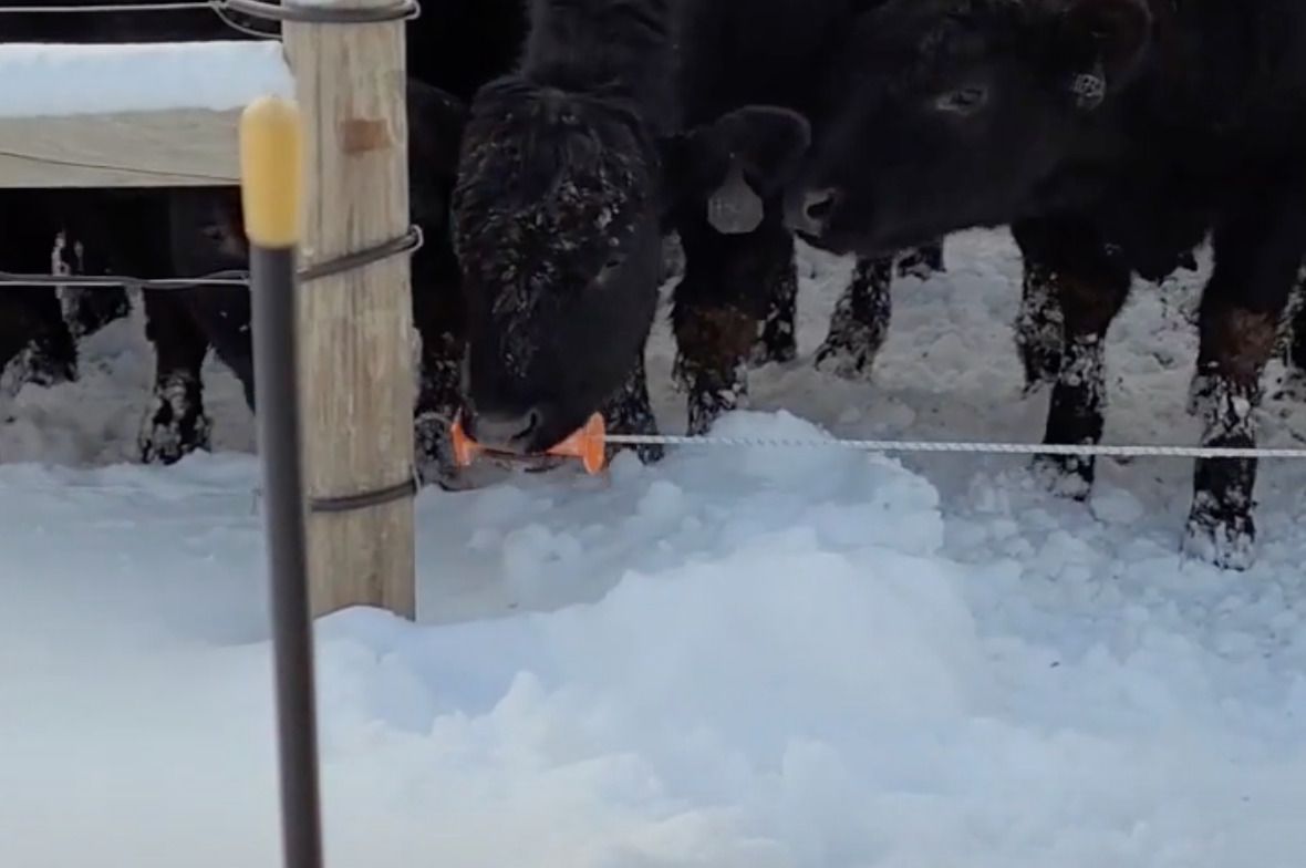 Корова навчилася відключати огорожу, яка знаходиться під напругою, щоб звільняти все стадо. Неймовірне відео!