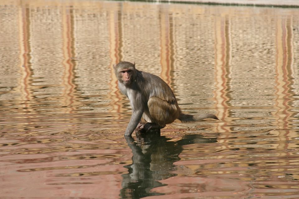 Мавпа побоялася мочити хутро і перетнула річку на саморобному плоту. Які ж все-таки примати тямущі.