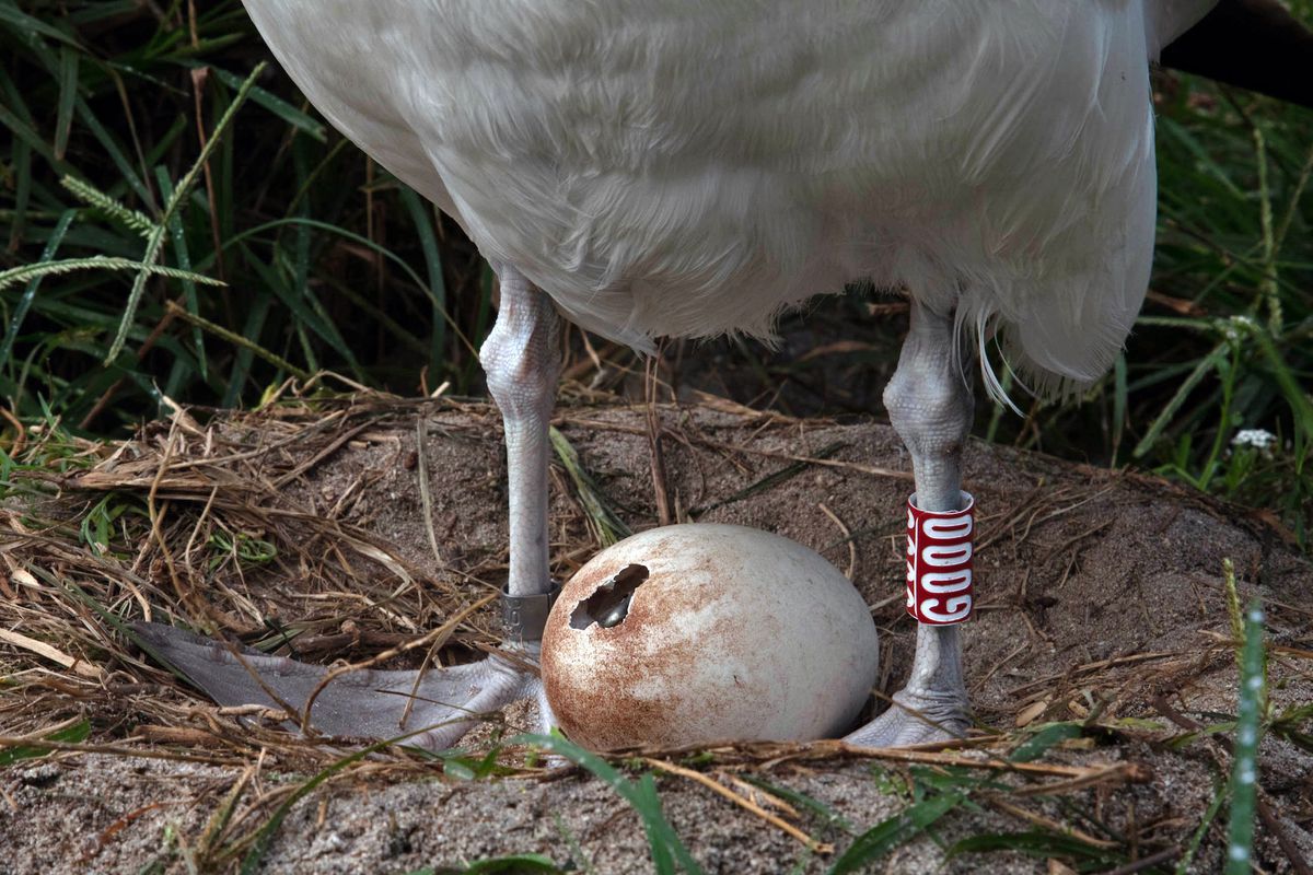 Найстаріший у світі птах привів на світ ще одне пташеня. Малюк самки темноспинного альбатроса вилупився з яйця 1 лютого.