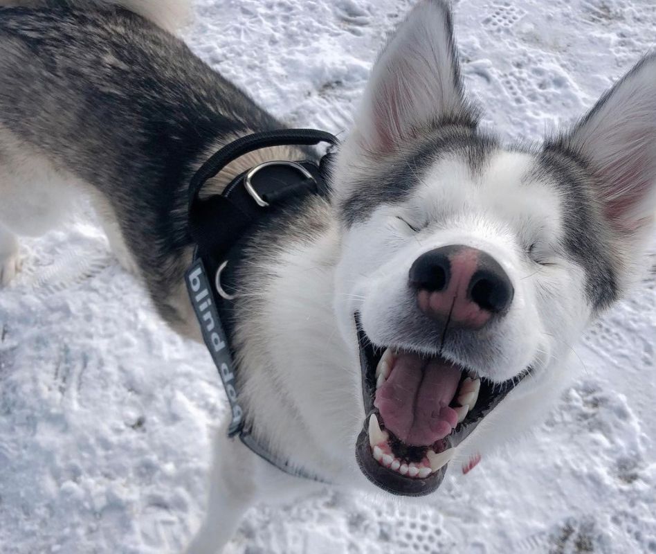 Реакція сліпої хаскі на сніг зворушила користувачів соцмереж. Собака щороку з нетерпінням чекає зими.