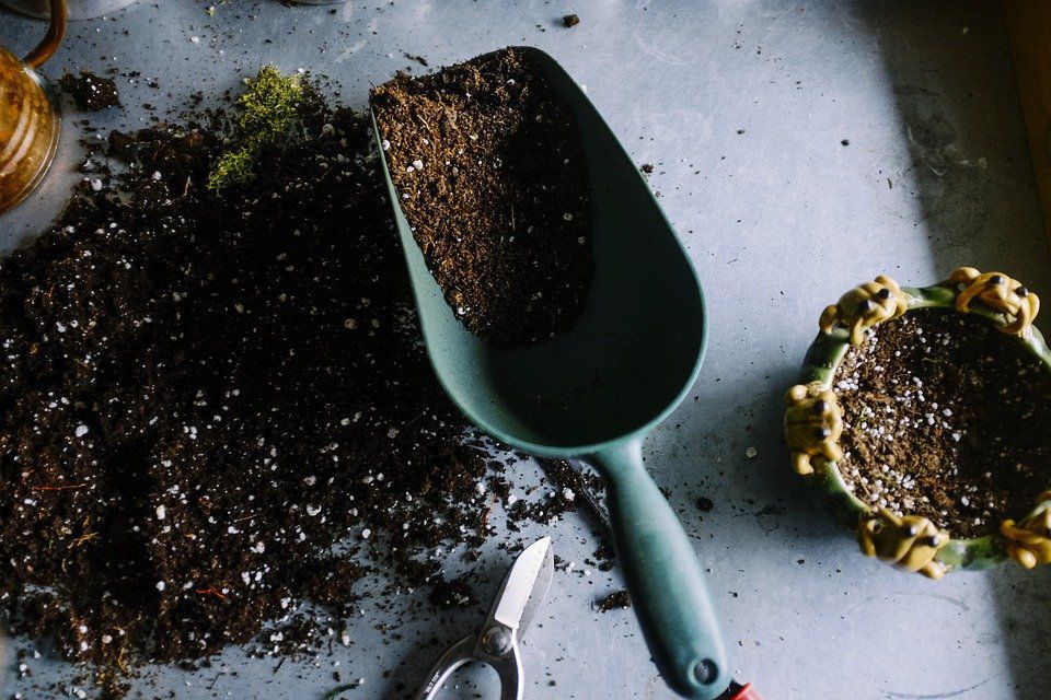 Змішати, але не поливати: як правильно додати кавову гущу в ґрунт для розсади. Розсада в яєчних лотках з кавовою гущею.