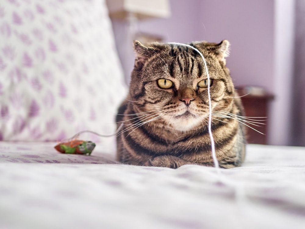 Розбираємося, чому коти обожнюють гратися з нитками і мотузками. Улюблена розвага всіх пухнастиків.