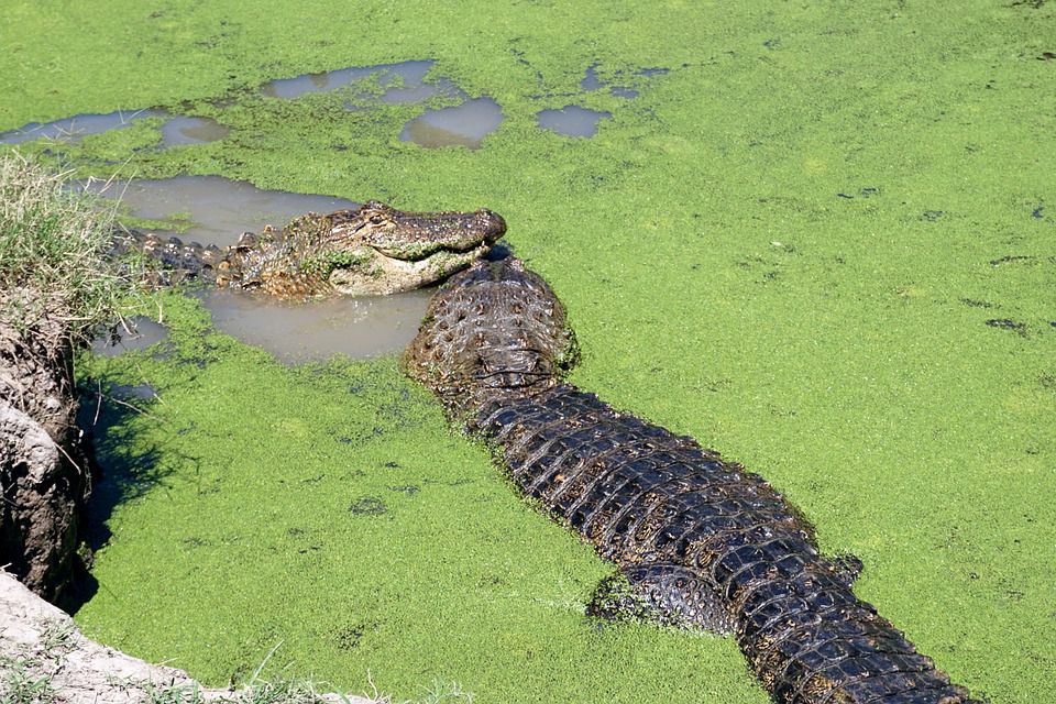 Злочинець з Австралії чотири дні ховався від поліції в болоті з крокодилами. Весь цей час чоловік харчувався равликами.