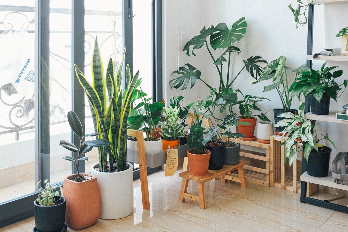 Як створити сприятливе середовище для росту кімнатних паростків. Дієві хитрості догляду за кімнатними рослинами.