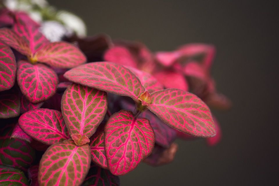 ТОП-5 незвичайних рослин із рожевим листям. Таке яскраве і нестандартне забарвлення зробить кімнату більш красивою і комфортною.