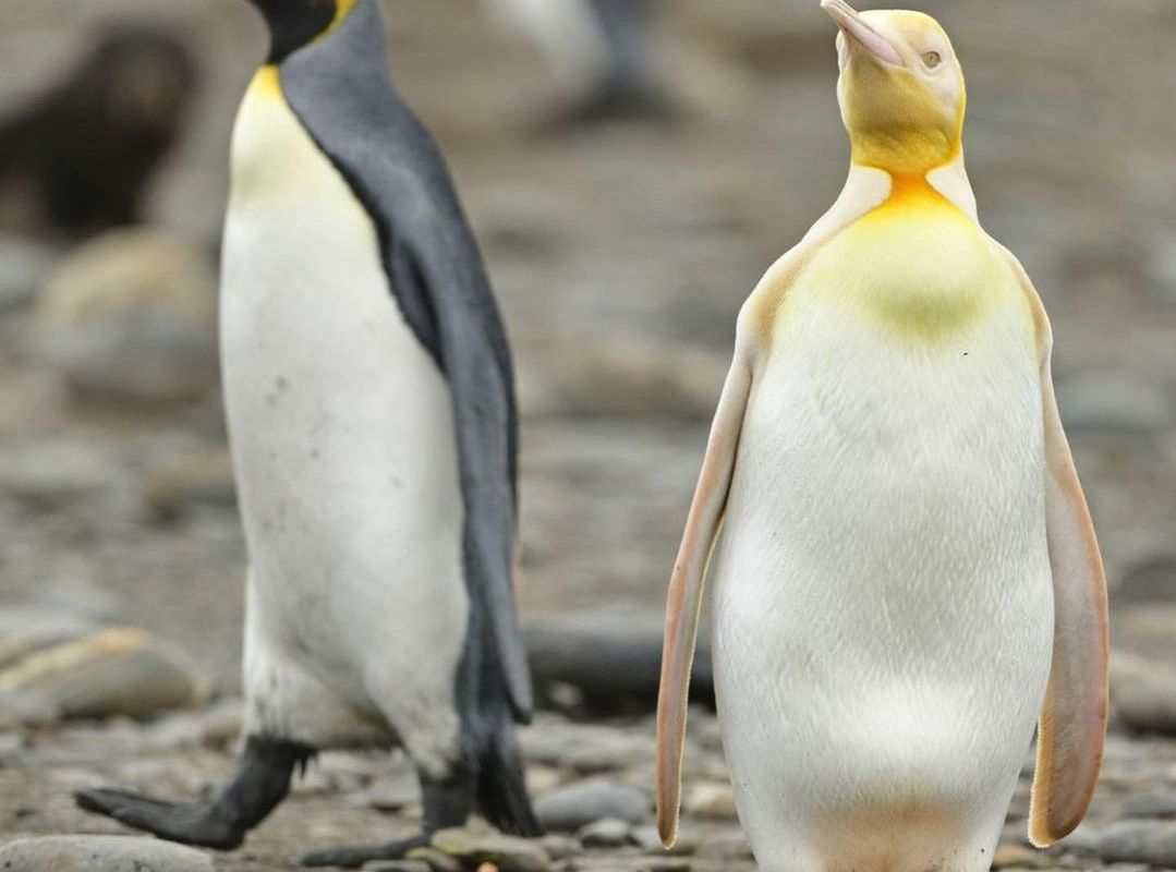 Жовтий пінгвін потрапив в об'єктив фотографа і став зіркою. Він не пофарбувався — це все генетика.