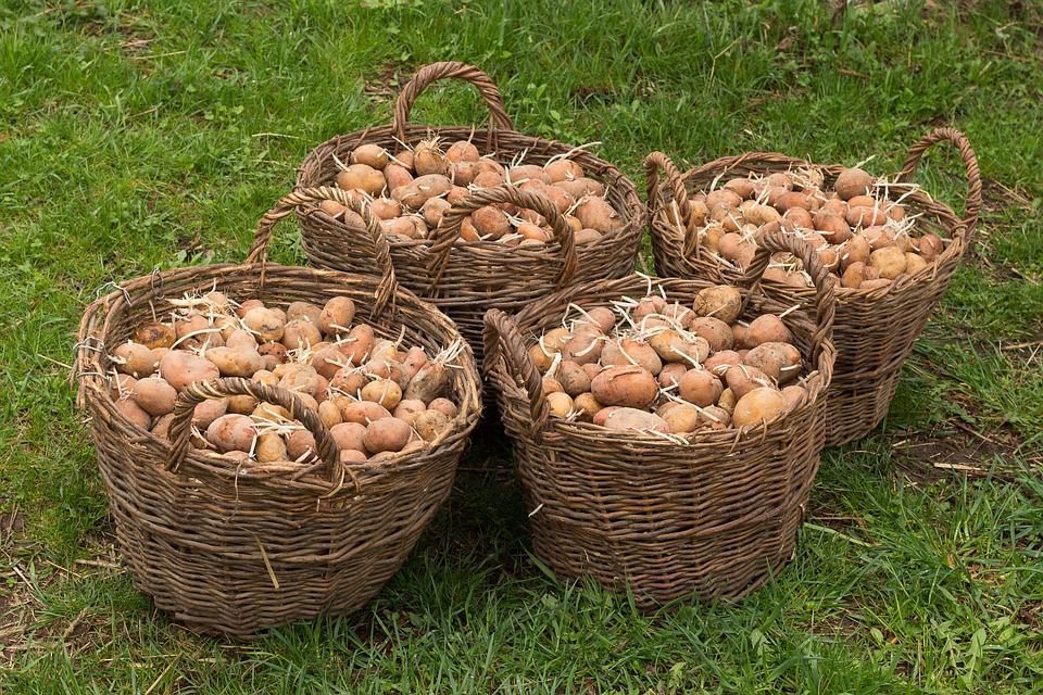 Декілька секретів від городників для високого врожаю картоплі. Як правильно доглядати за картоплею.